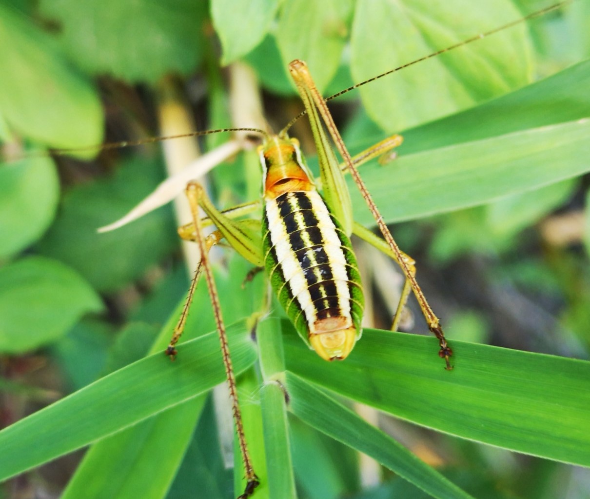 Poecilimon jonicus ?.....Poecilimon superbus